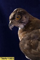 鳳頭蒼鷹藏品圖，第9張